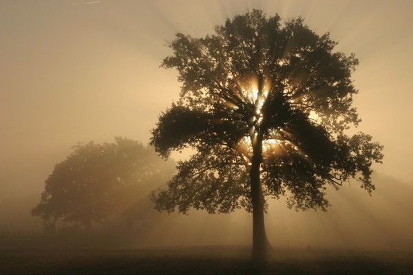 L'arbre à soucis. 